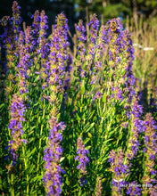 Load image into Gallery viewer, Hyssop Seeds
