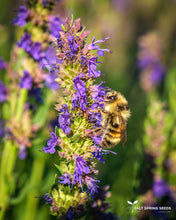 Load image into Gallery viewer, Hyssop Seeds
