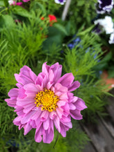Load image into Gallery viewer, Double Dutch Rose Cosmos

