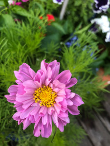 Double Dutch Rose Cosmos