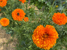 Load image into Gallery viewer, Marigold Orange Hawaii
