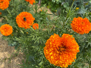 Marigold Orange Hawaii