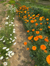 Load image into Gallery viewer, Marigold Orange Hawaii
