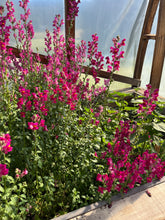 Load image into Gallery viewer, Pink Snapdragon -  Antirrhinum majus
