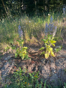 Clary Sage (Salvia sclarea)