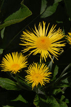Load image into Gallery viewer, Elecampane (Inula helenium Asteraceae)
