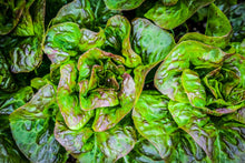 Load image into Gallery viewer, Italian Red Parella Butterhead Lettuce Seeds
