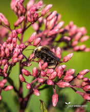 Load image into Gallery viewer, Joe-Pye Weed
