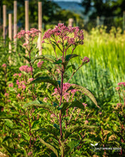 Load image into Gallery viewer, Joe-Pye Weed

