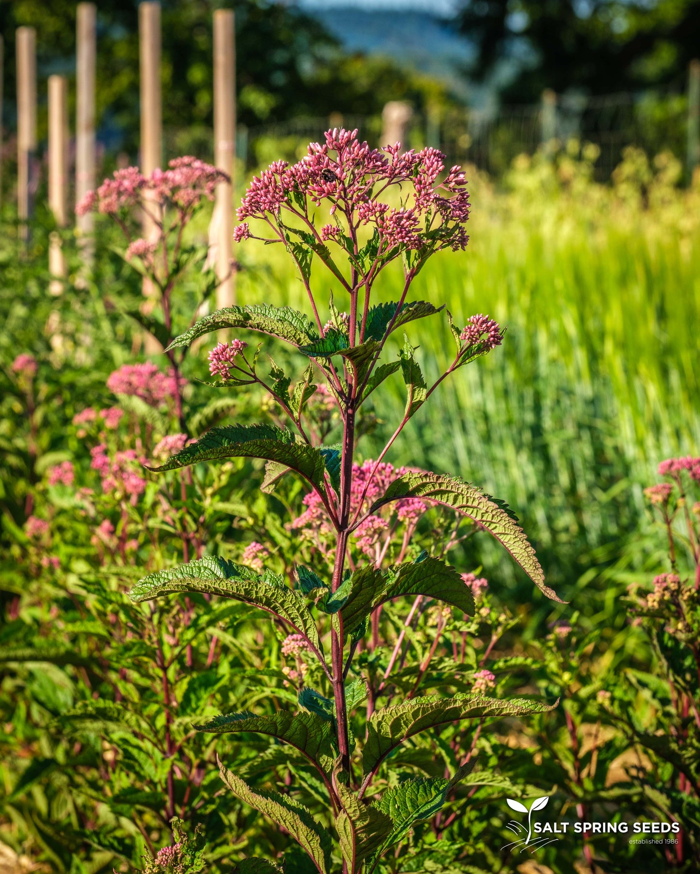 Joe-Pye Weed Seeds - Organic & Heirloom | Canada