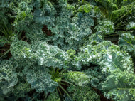 Laurel's Frilly Kale Seeds