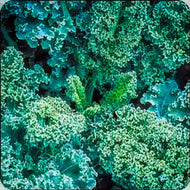 Vates Blue Curled Scotch Kale Seeds