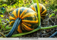 Kamo Kamo Squash Seeds