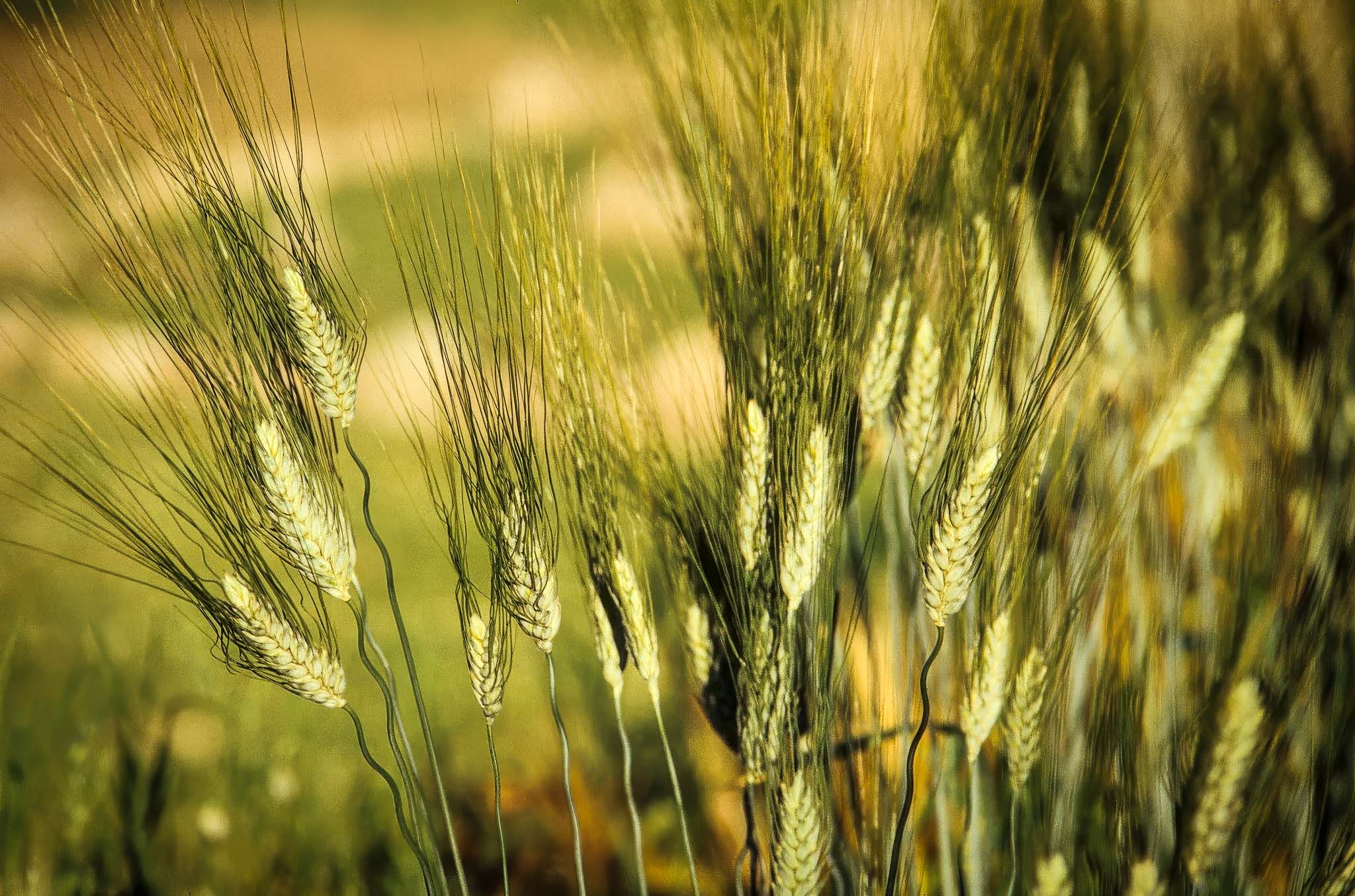 kamut seeds for planting Kamut / Khorasan Wheat Seeds, Organic & Heirloom
