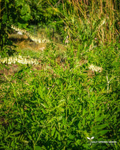 Load image into Gallery viewer, Ku-Shen Seeds
