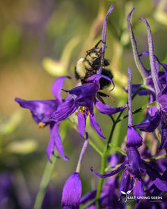 Larkspur Blue Cloud (Consolida regalis)