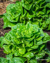 Load image into Gallery viewer, Craquerelle du Midi Romaine Lettuce Seeds
