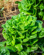 Load image into Gallery viewer, Craquerelle du Midi Romaine Lettuce Seeds
