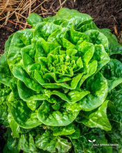 Load image into Gallery viewer, Craquerelle du Midi Romaine Lettuce Seeds
