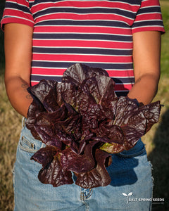 Dixter Romaine Lettuce