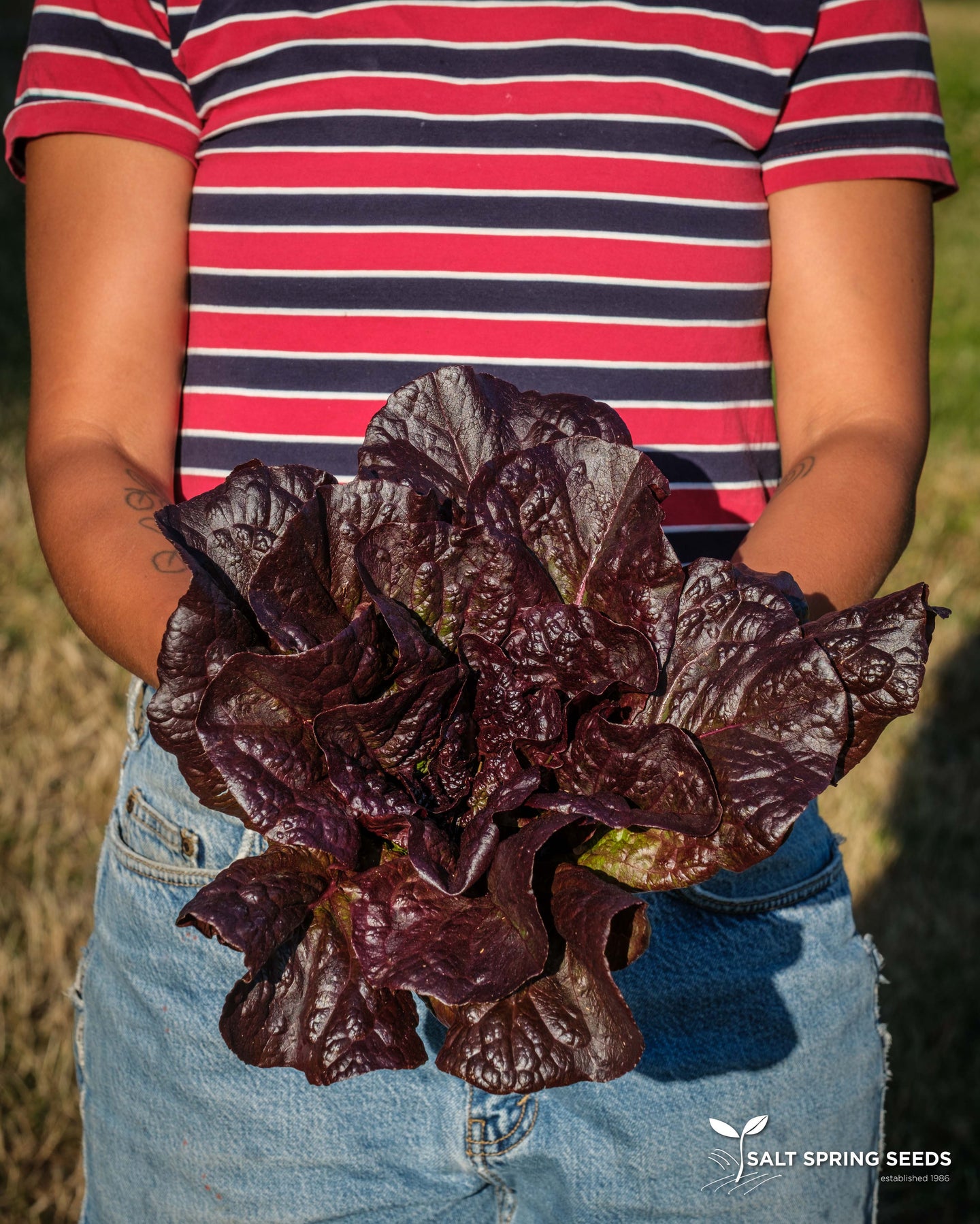 Dixter Romaine Lettuce