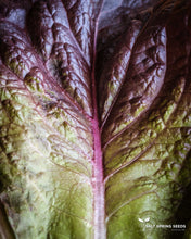Load image into Gallery viewer, Dixter Romaine Lettuce
