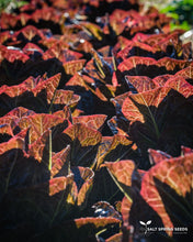 Load image into Gallery viewer, Dixter Romaine Lettuce
