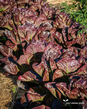 Load image into Gallery viewer, Dixter Romaine Lettuce
