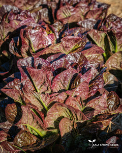 Dixter Romaine Lettuce