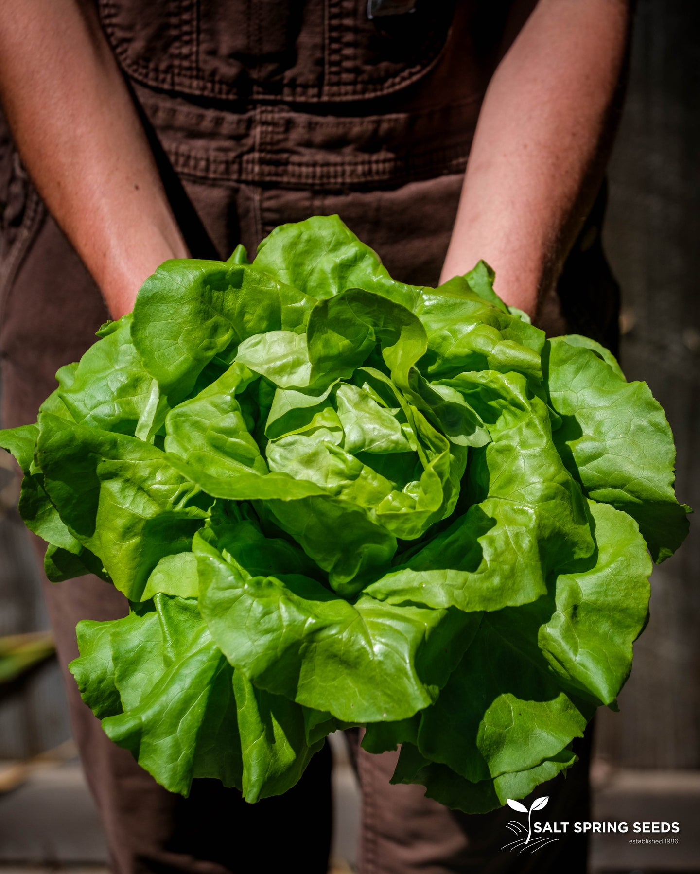 Hilde Lettuce