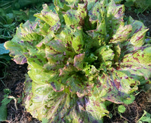 Load image into Gallery viewer, Jester Lettuce
