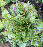Jester Crisphead Lettuce Seeds