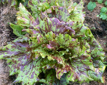 Load image into Gallery viewer, Jester Lettuce
