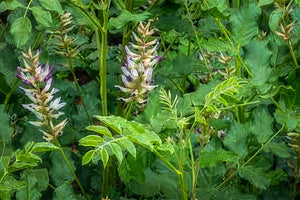 Licorice Seeds, Organic & Heirloom
