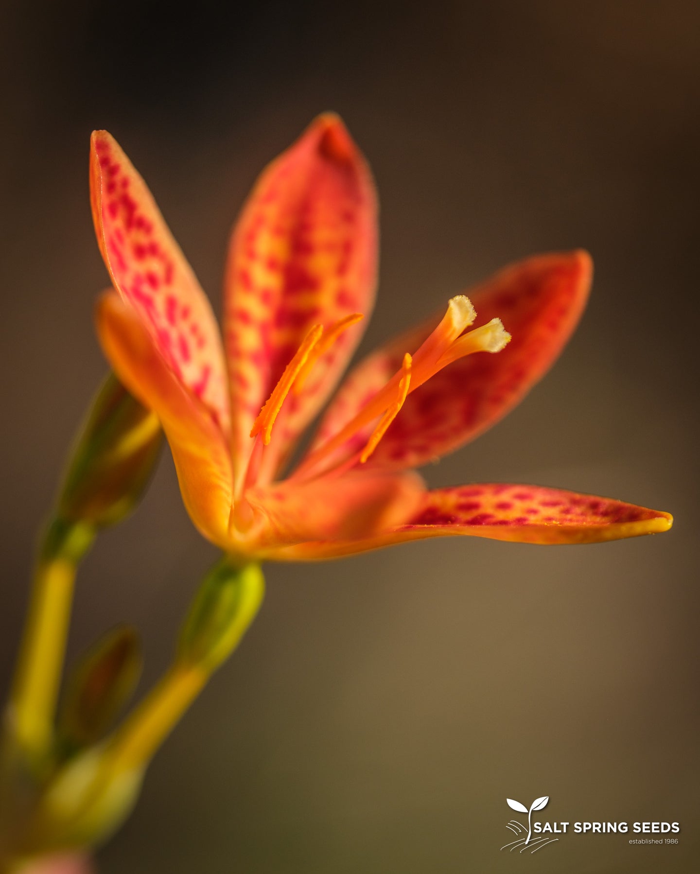 Leopard Lily (Belamcanda chinensis)