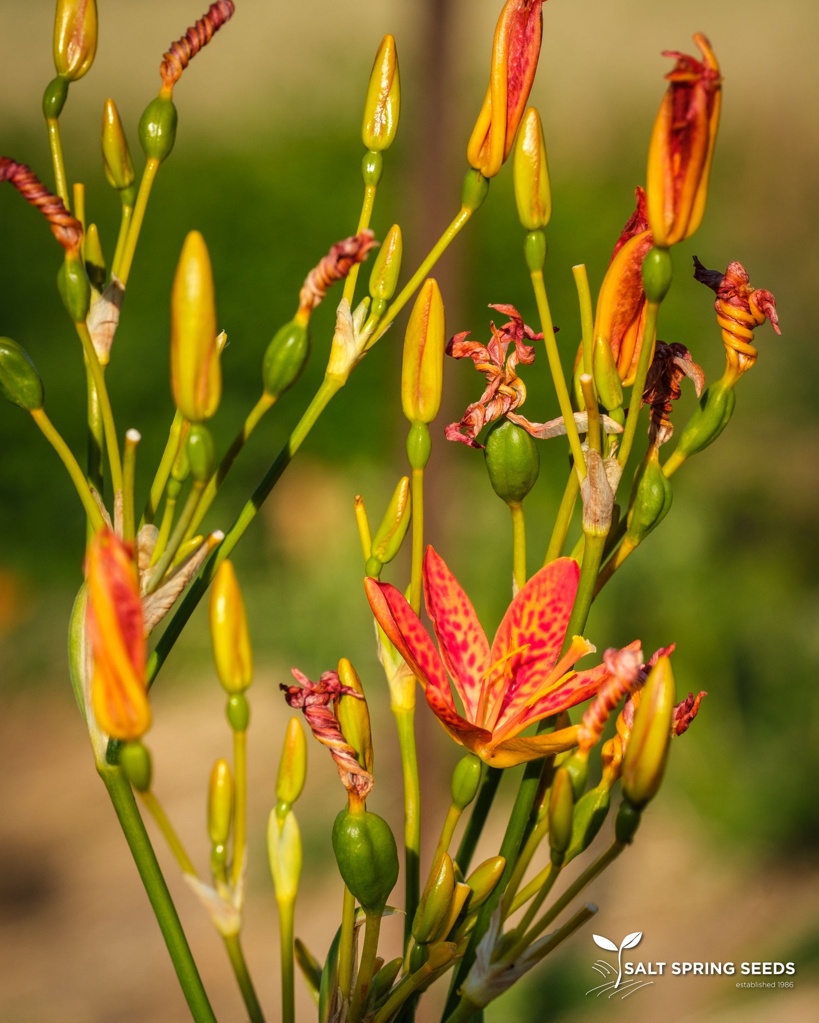 leopard lily flower Leopard Lily Seeds, Organic & Heirloom