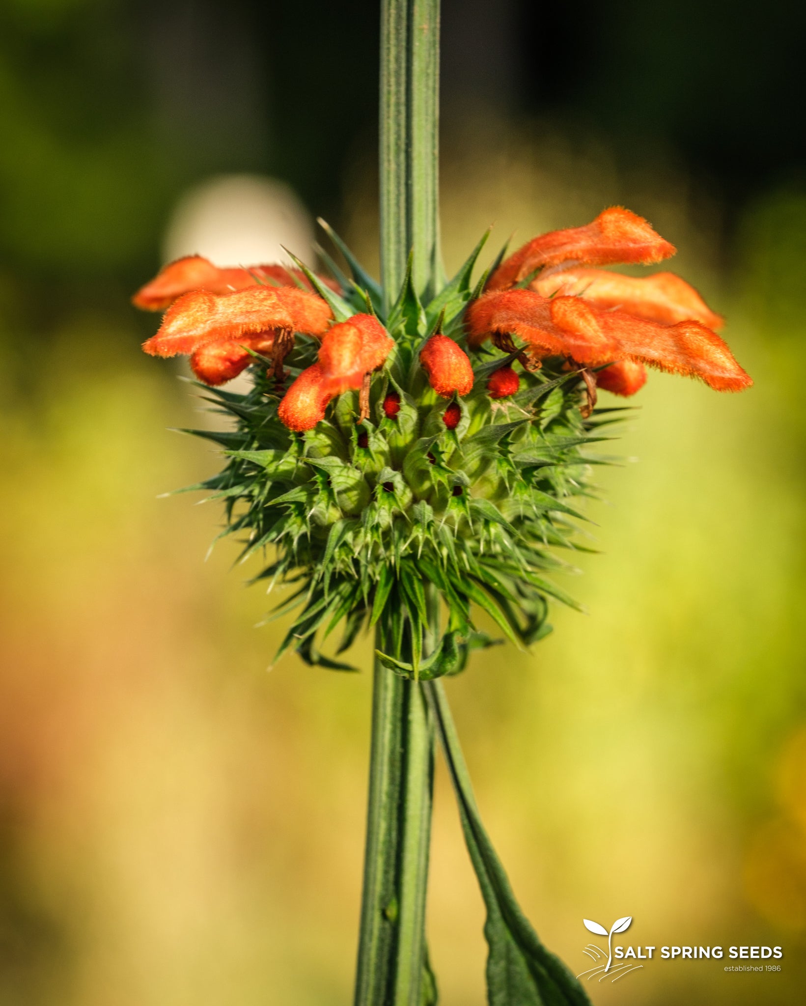 lion's ear flower seeds Lion's Ear Seeds, Organic & Heirloom
