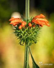 Load image into Gallery viewer, Lion's Ear (Leonotis nepetifolia)
