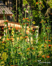 Load image into Gallery viewer, Lion's Ear (Leonotis nepetifolia)
