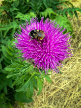 Load image into Gallery viewer, Maral Root Seeds
