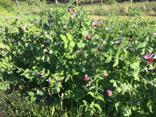 Load image into Gallery viewer, A Community Seed Kit 2026
