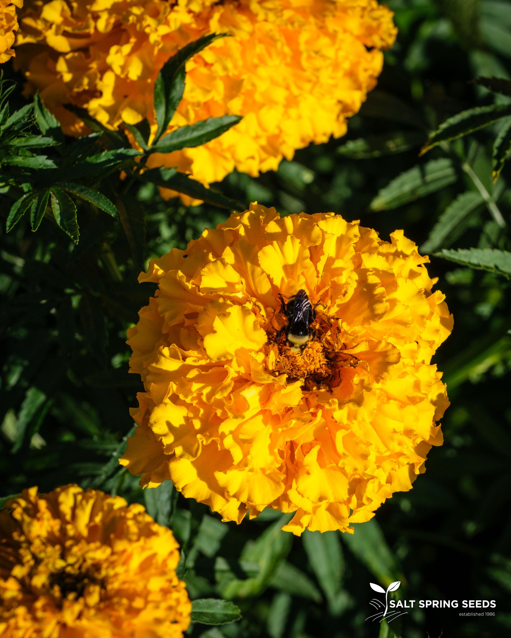 aztec marigold seeds Yellow Aztec Marigold Seeds - Organic & Heirloom