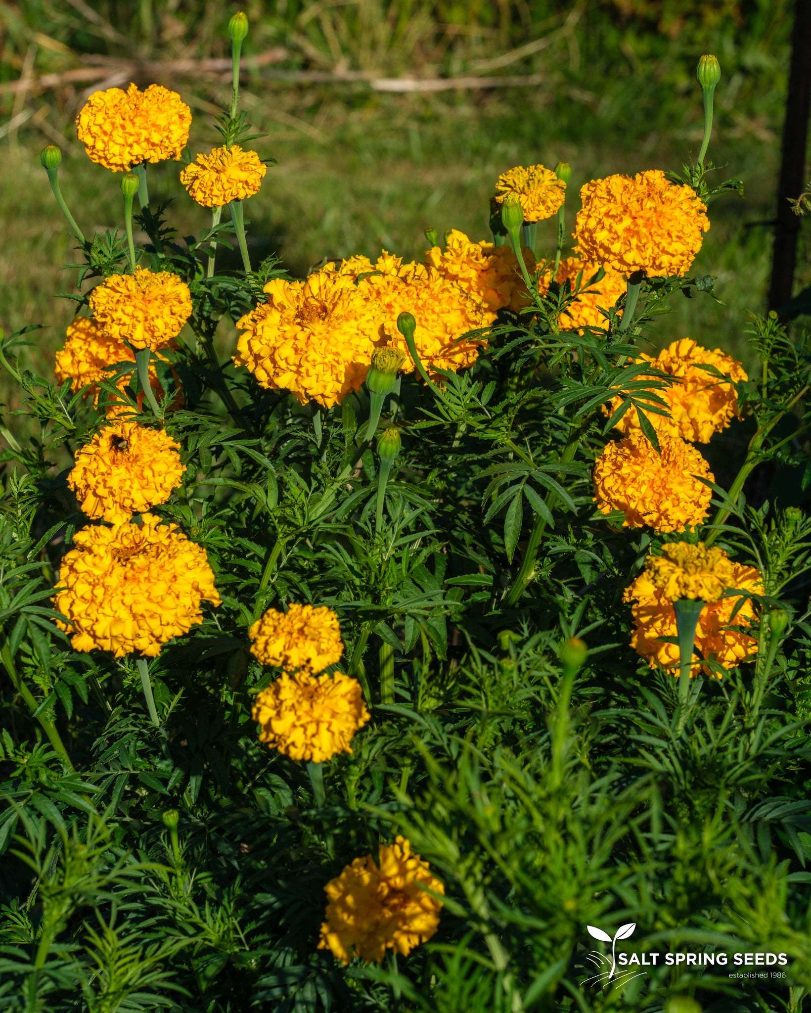 aztec marigold seeds Yellow Aztec Marigold Seeds - Organic & Heirloom