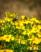 Load image into Gallery viewer, Lulu Marigold Seeds
