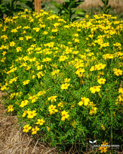 Load image into Gallery viewer, Lulu Marigold Seeds
