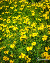 Load image into Gallery viewer, Lulu Marigold Seeds
