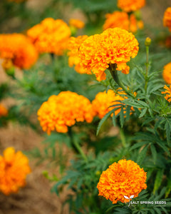 Marigold Orange Hawaii