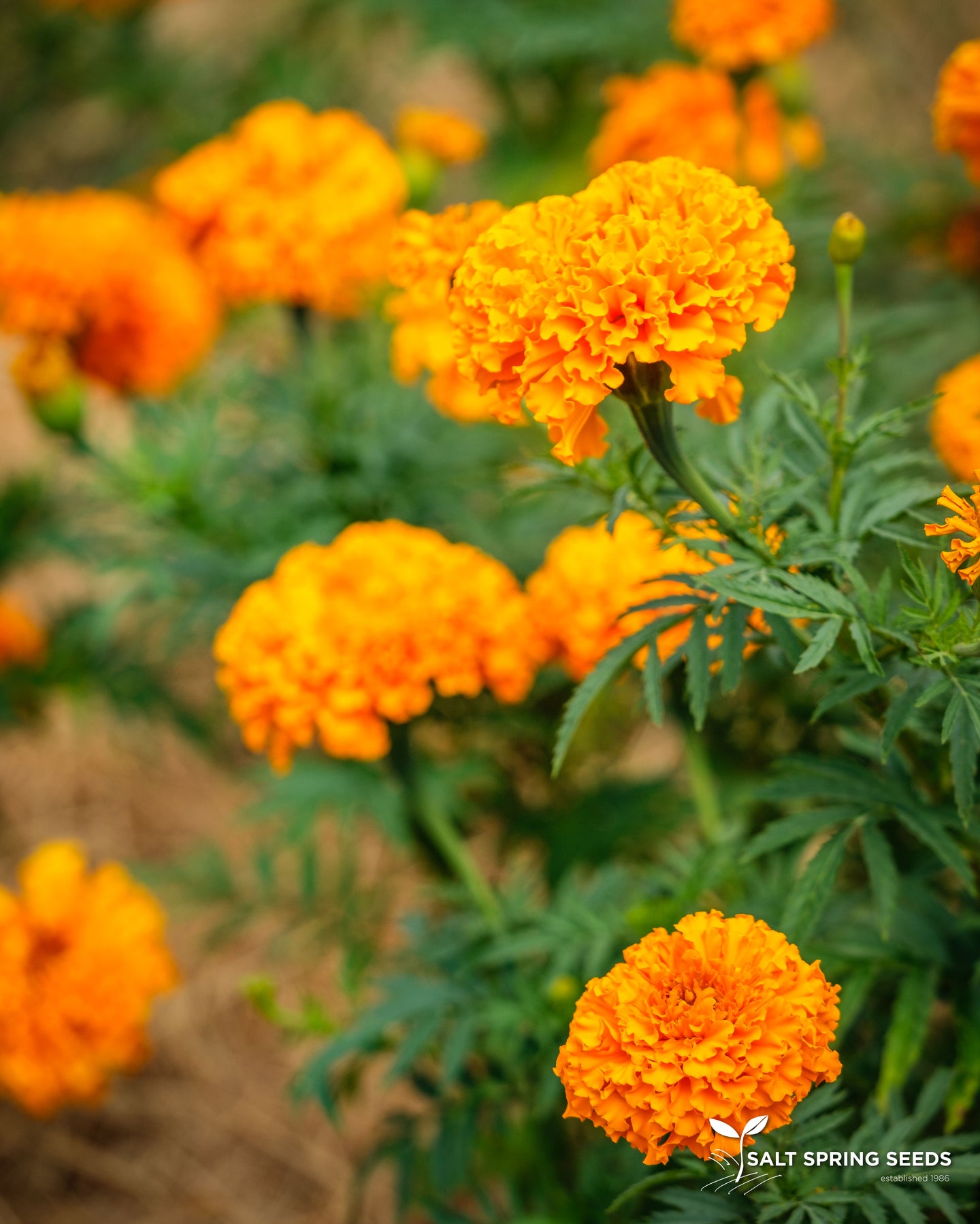 Marigold Orange Hawaii
