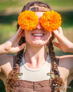 Marigold Orange Hawaii