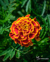 Load image into Gallery viewer, Queen Sophia Marigold Seeds
